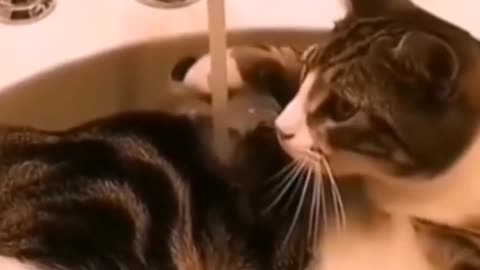 best funny animals and pets video 😹😹