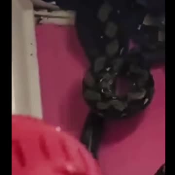 Exposing the Deep State snakes is like this!