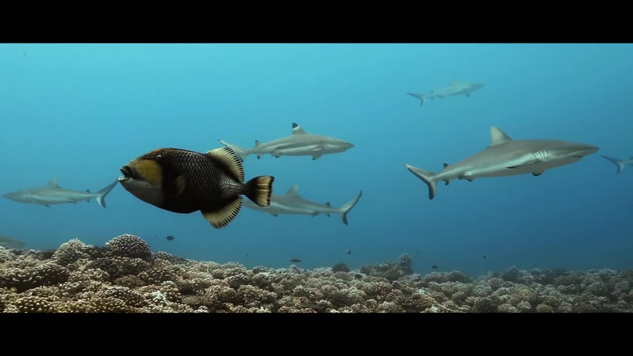 Diving in French-Polynesia. Underwater paradise