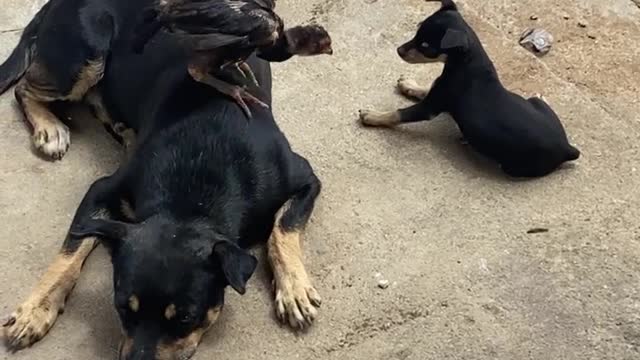 Rooster Chick Plays with Puppy