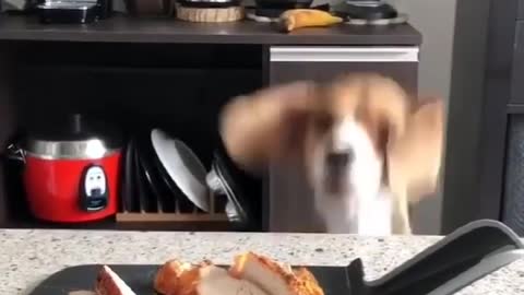 ANIMALS : DOGS REACTION