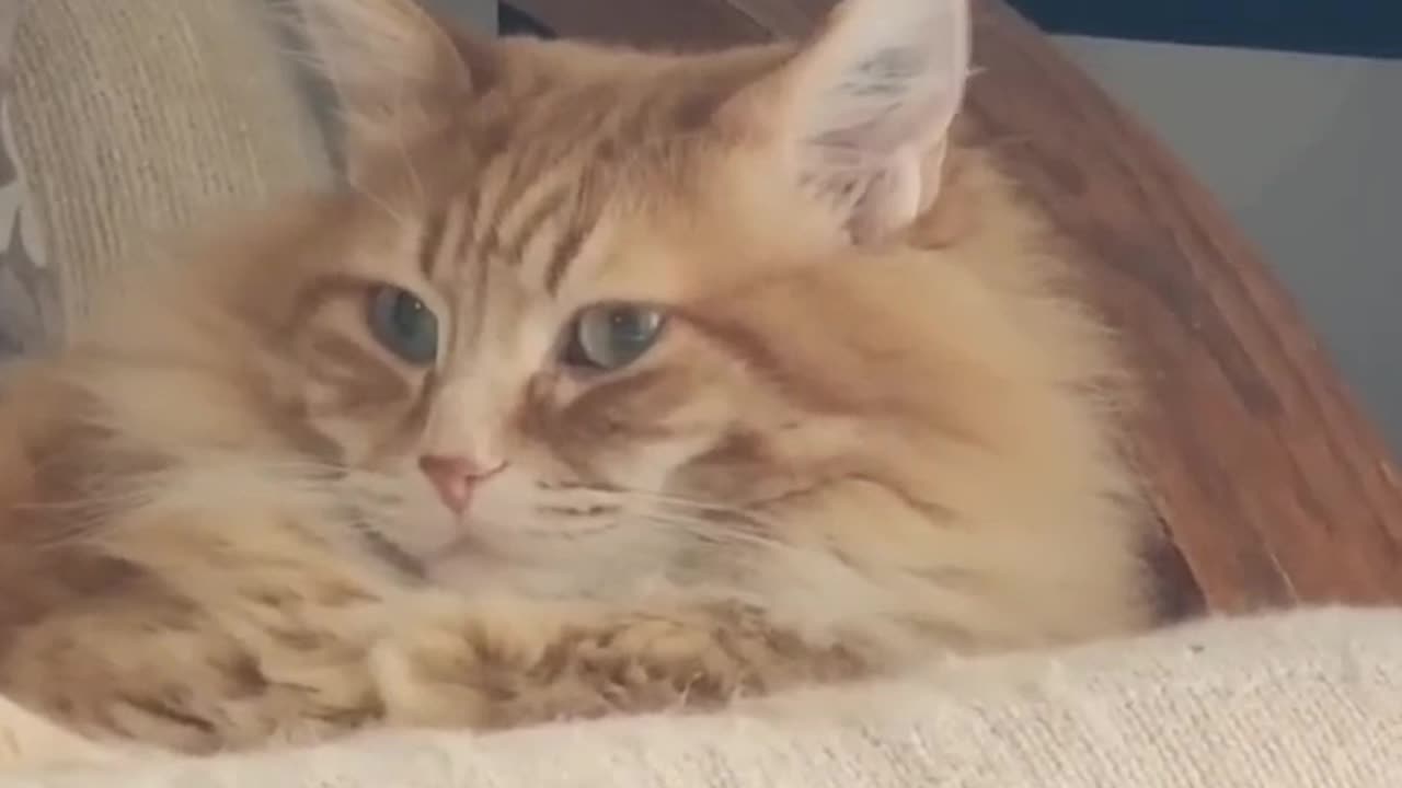 Cat Fanny