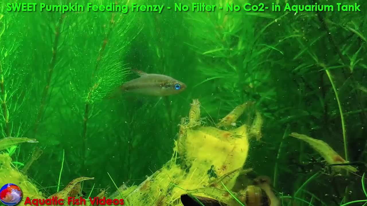 SWEET Pumpkin Feeding Frenzy- No Filter - No Co2- in Aquarium Tank