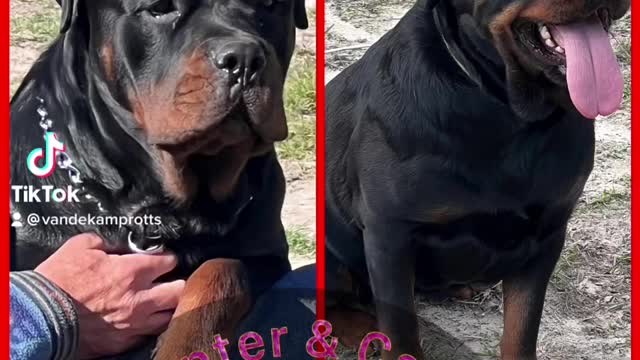 Rottweiler Lovers