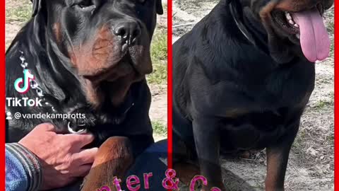 Rottweiler Lovers