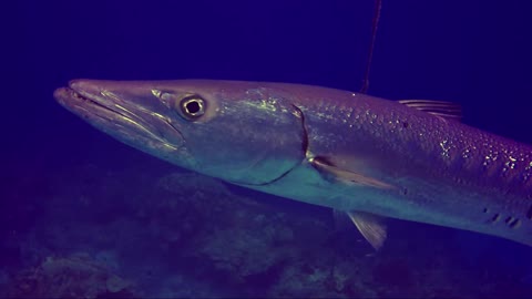 Barracuda de aspecto temible ronda a centímetros de unos buzos