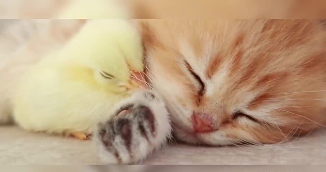 Kitten sleeps sweetly with the Chicken