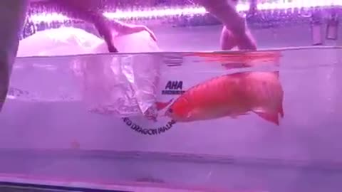 Arowana red fish