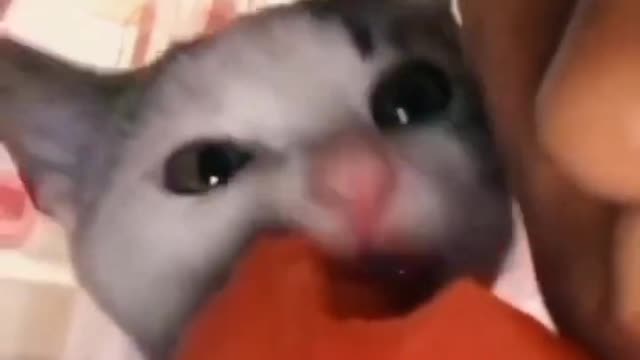 funny cat short videos |😂| part 197 |👍| Hello cats #shortvideo #shorts