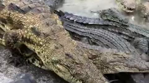 Huge Crocodiles Eating Frogs for Lunch