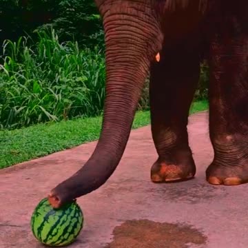 Adore Elephant life, Animals, Adorable Monkeys #2