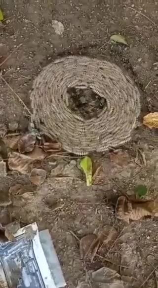 Ugh this shit weird me out