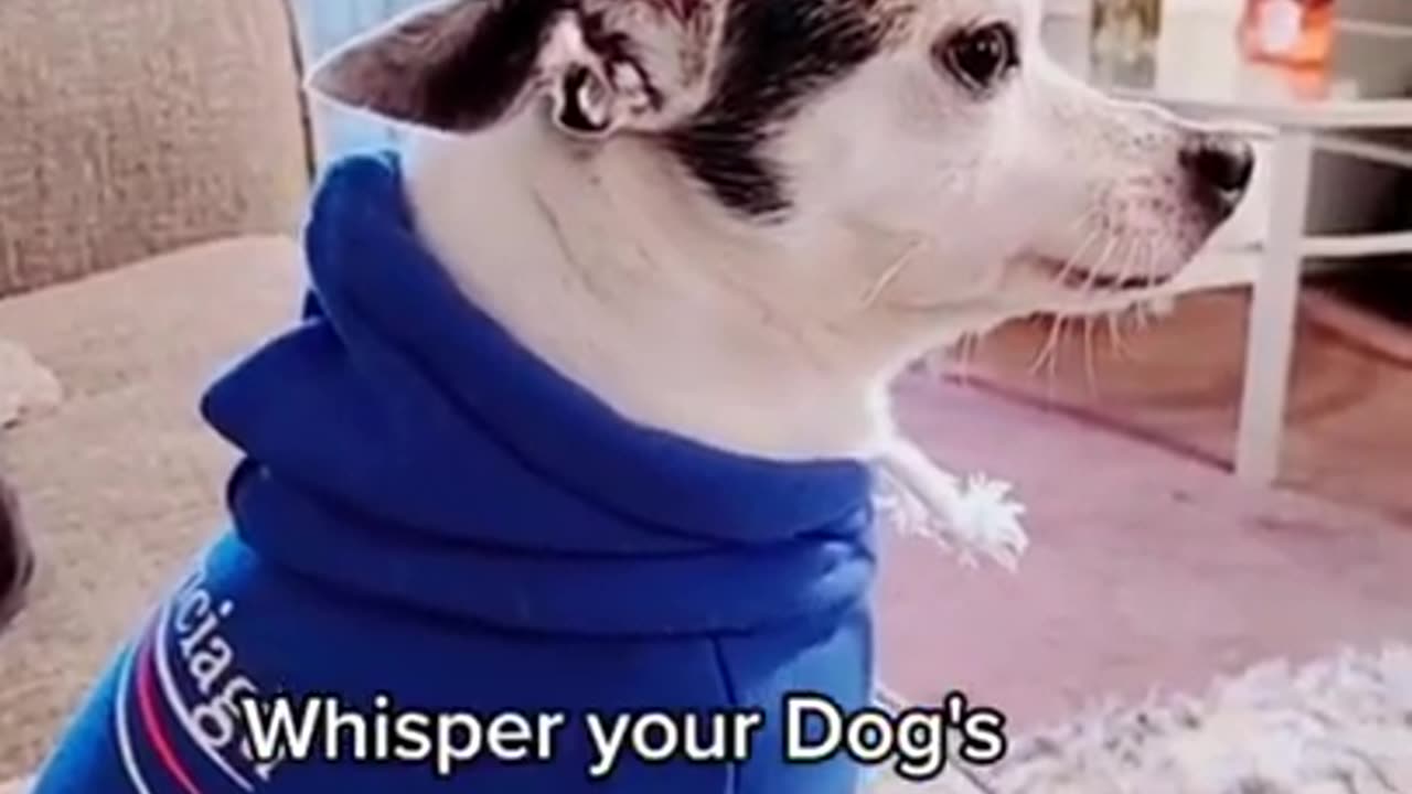 Funny And Cute Animals Short #112