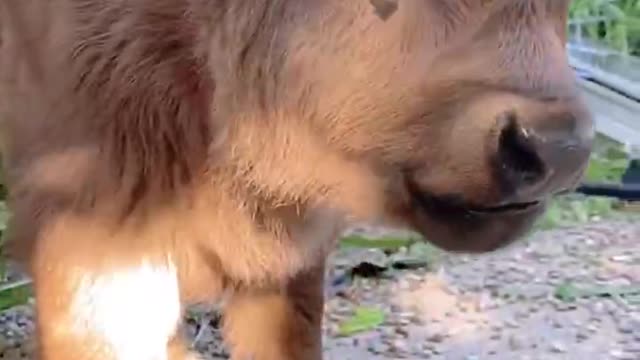 Niu Niu is eating watermelon. Have you seen it