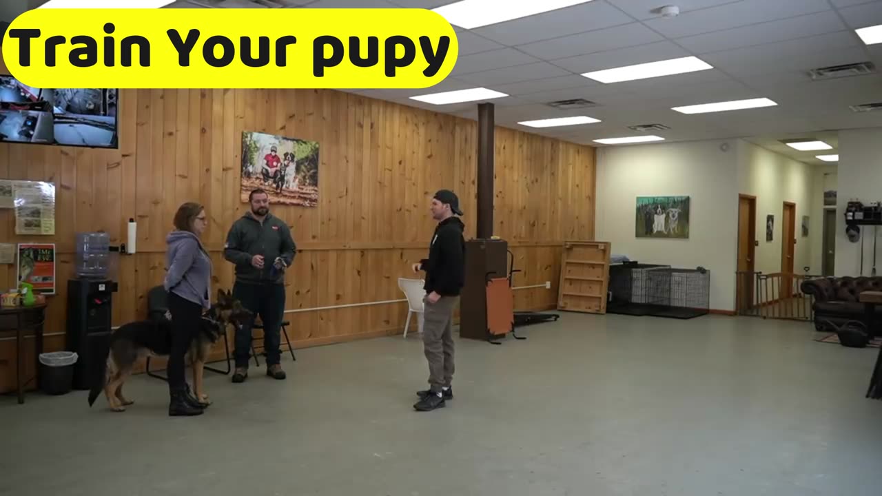 How to leash train your dog not to pull + dog training loose lead walking