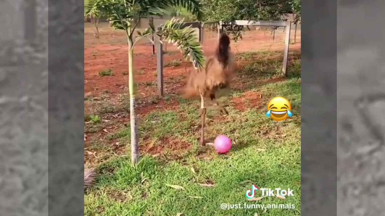 Funny animals