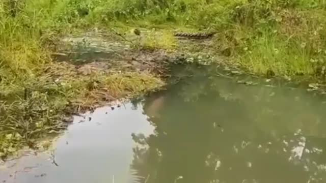 Fishing to get unique and expensive fish species