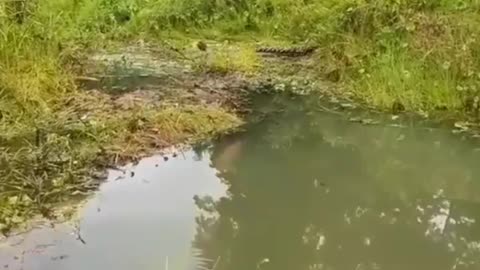 Fishing to get unique and expensive fish species