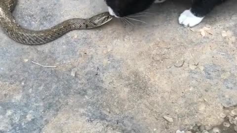 How dare you? Kiss the snake