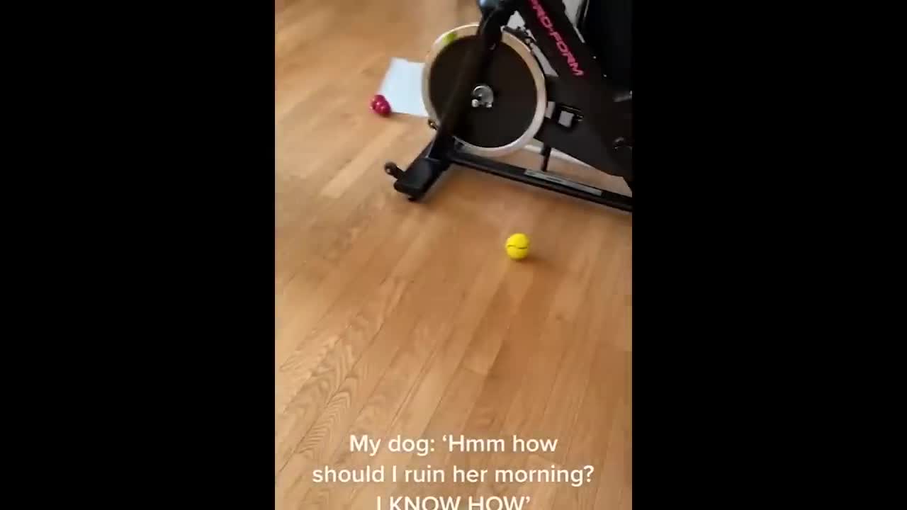 funny animals videos