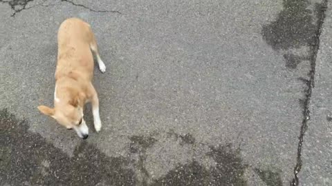 2022-11-15 (3) - 1 déchargement 2 Carrefour 3 chargement - Twitch Decheterie