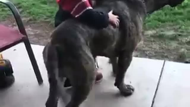 Cute Baby Play with Pill Bull