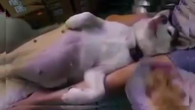 This is the world's most happy dog
