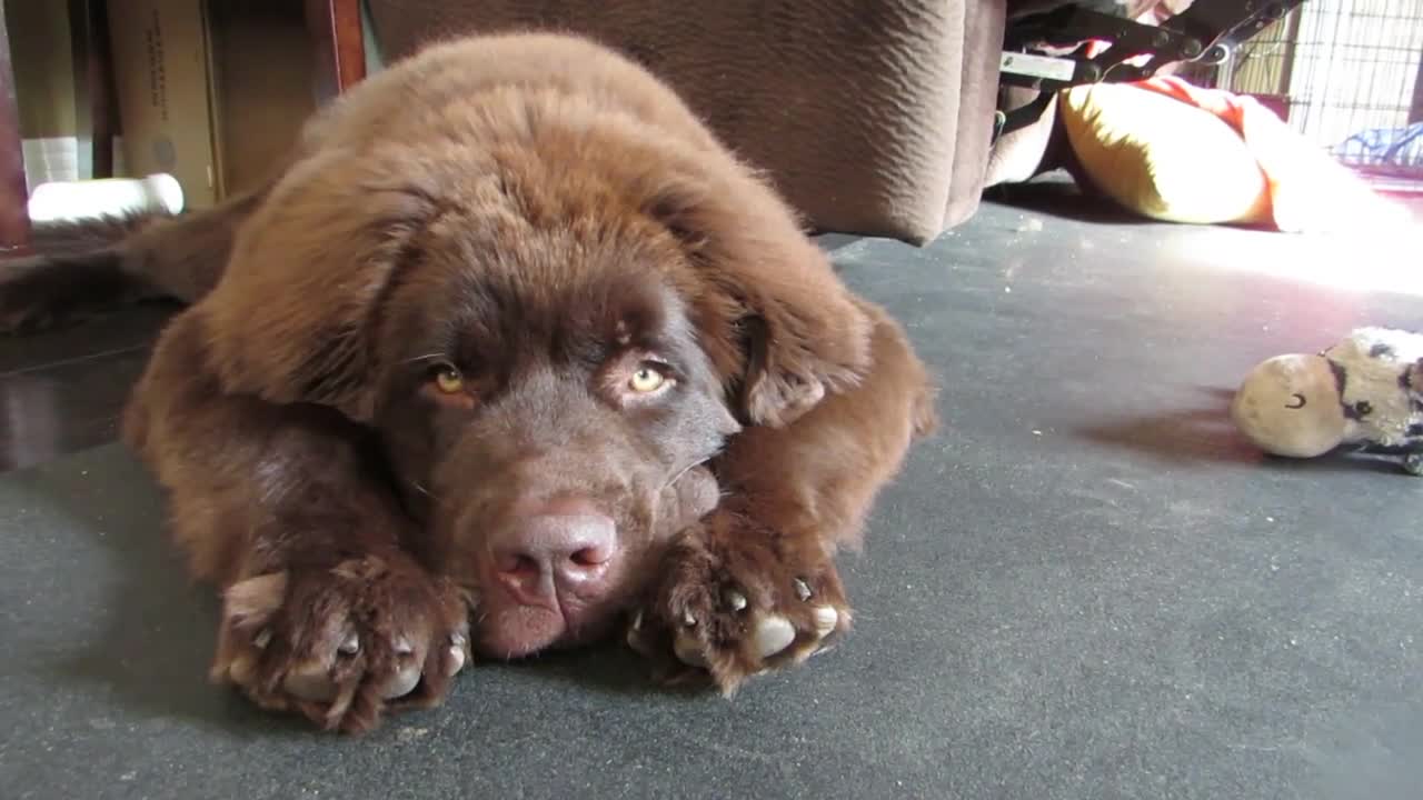 Puppy humorously in training to be guard dog