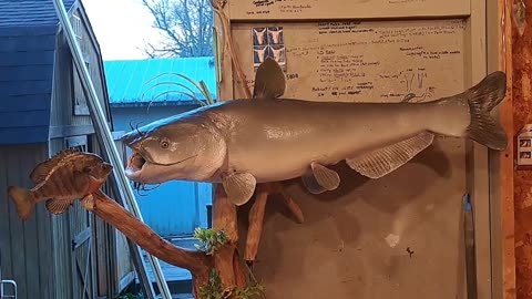 How to Mount a Catfish