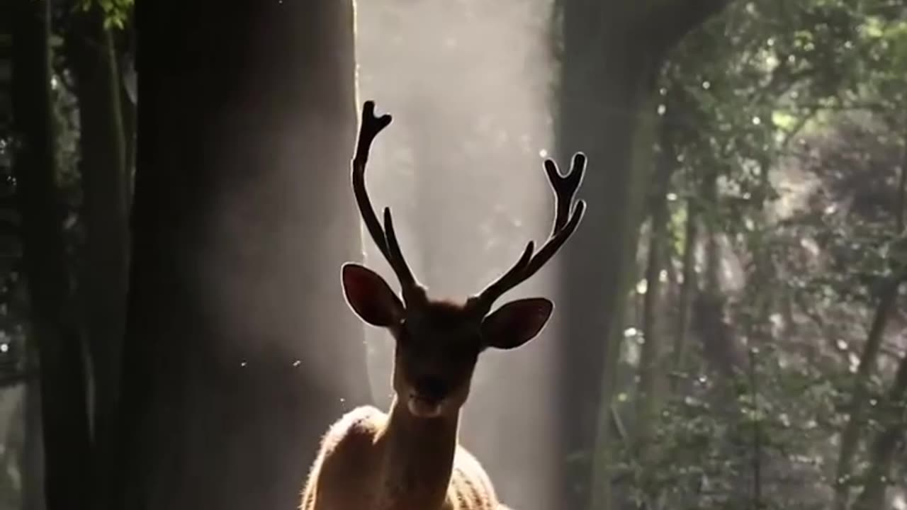 "Silent Hooves: The Enigmatic Beauty of Deer"