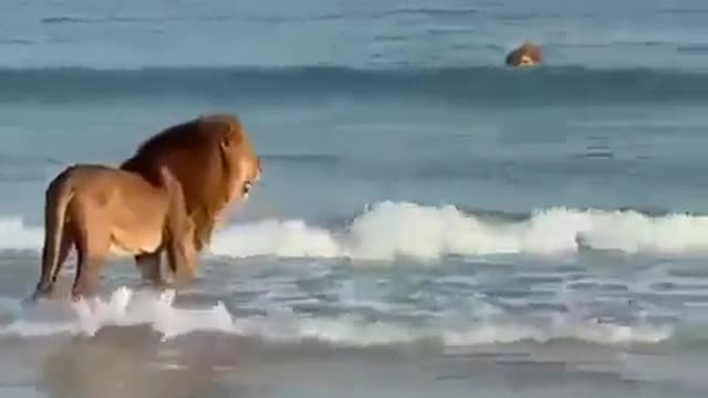 Lion's enjoying some beach time