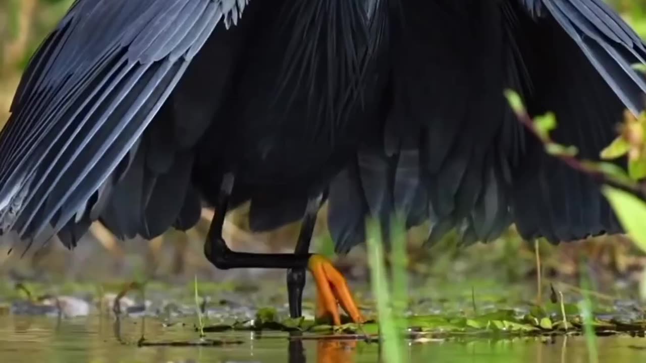 Performance of birds