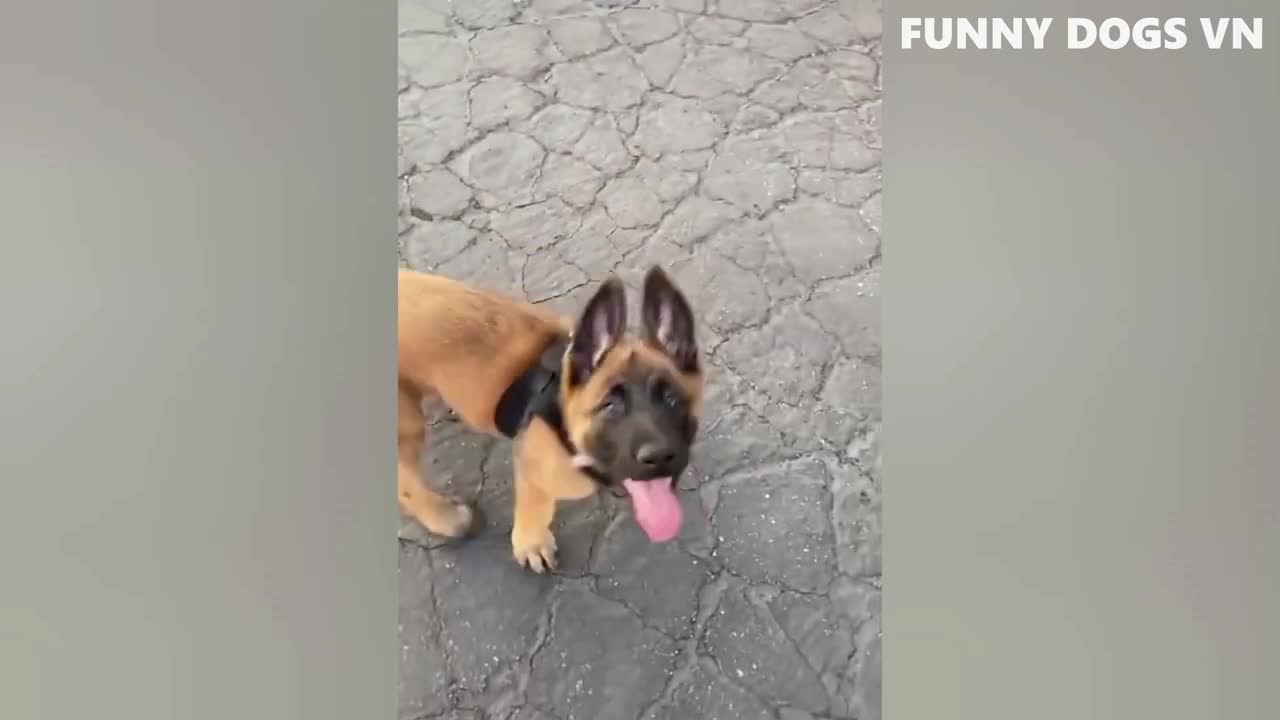 Animal Funny Video - Best Video