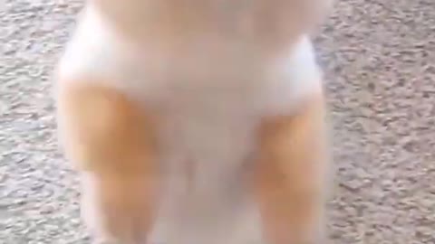 Fluffy Puppy Excited for Snacks