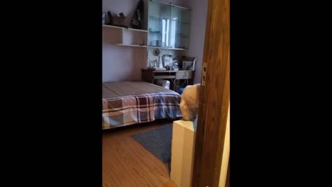 Best Funny Animal Videos Of The 2023 Funniest Cats And Dogs Videos