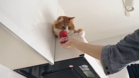 How I Trained My Cats