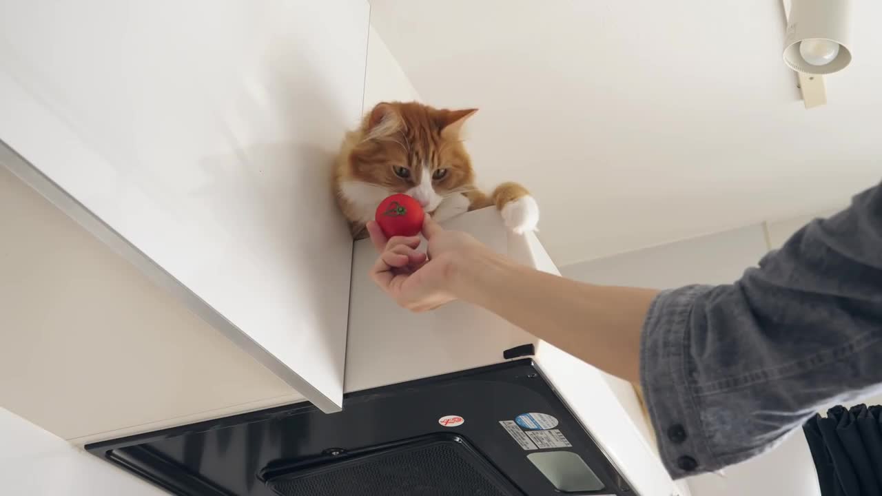 How I Trained My Cats