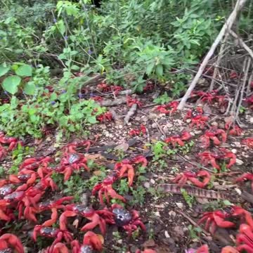 The Crab 🦀 Army meeting