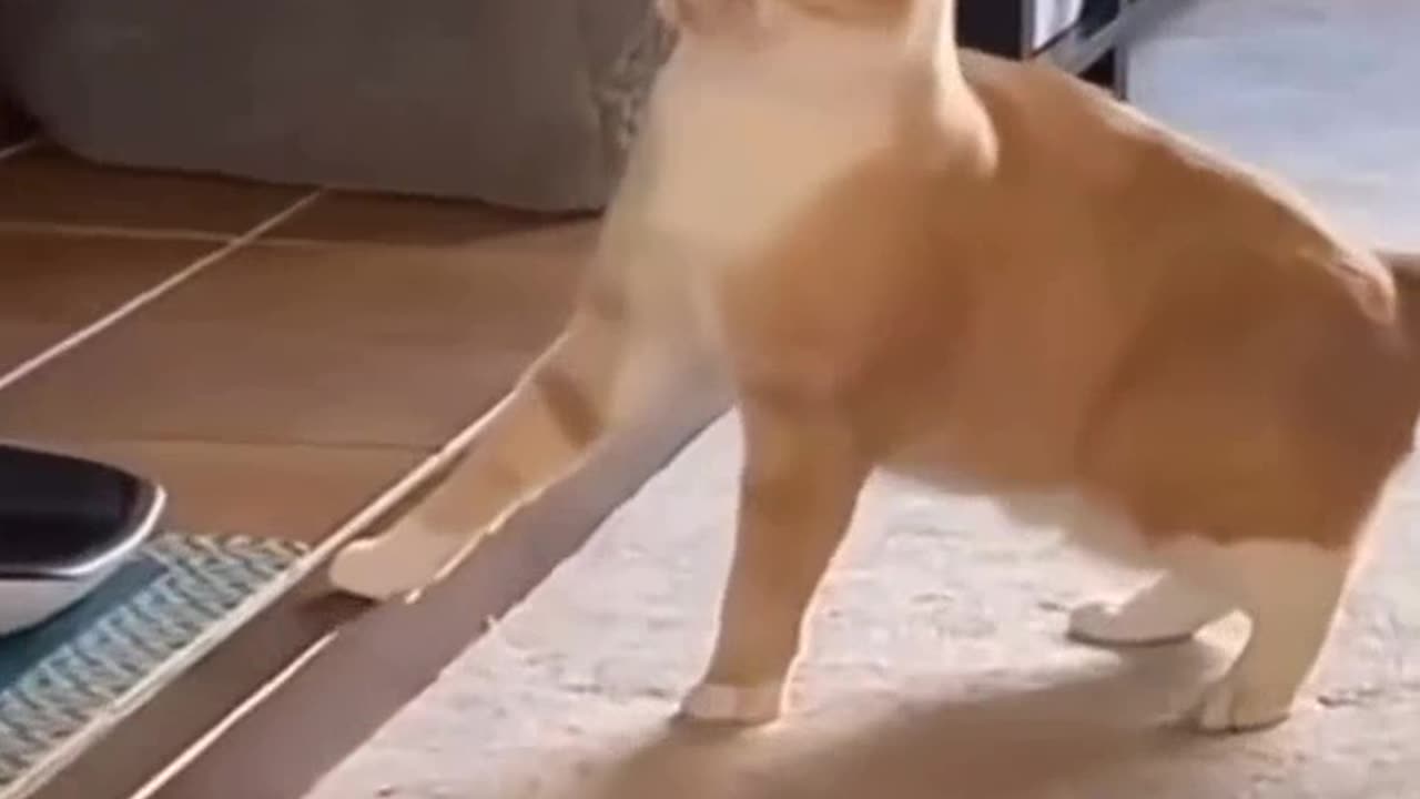 Funny cat videos | watch till the end 😂