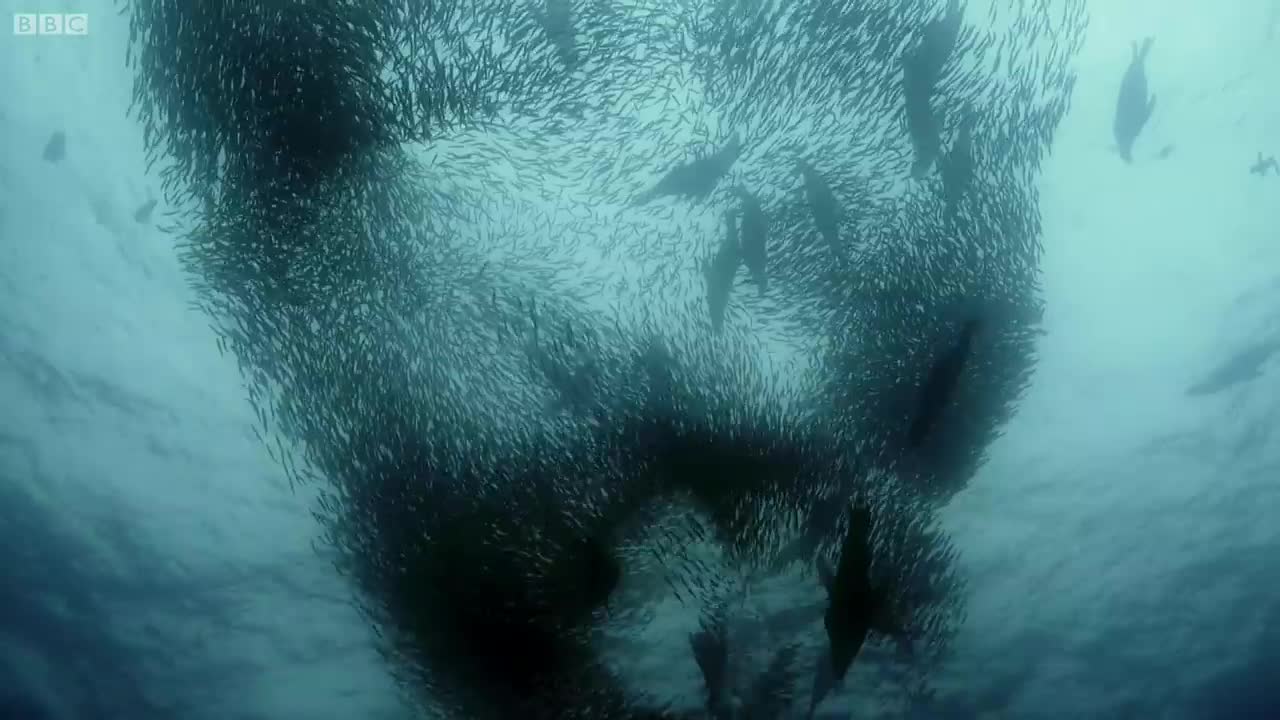 Sardine Feeding Frenzy with Sharks, Penguins and More _ The Hunt _ BBC Earth