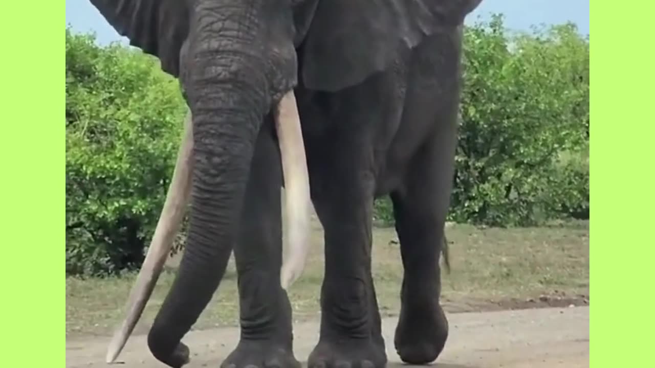 Male Elephant | Elephant | Rumble Short