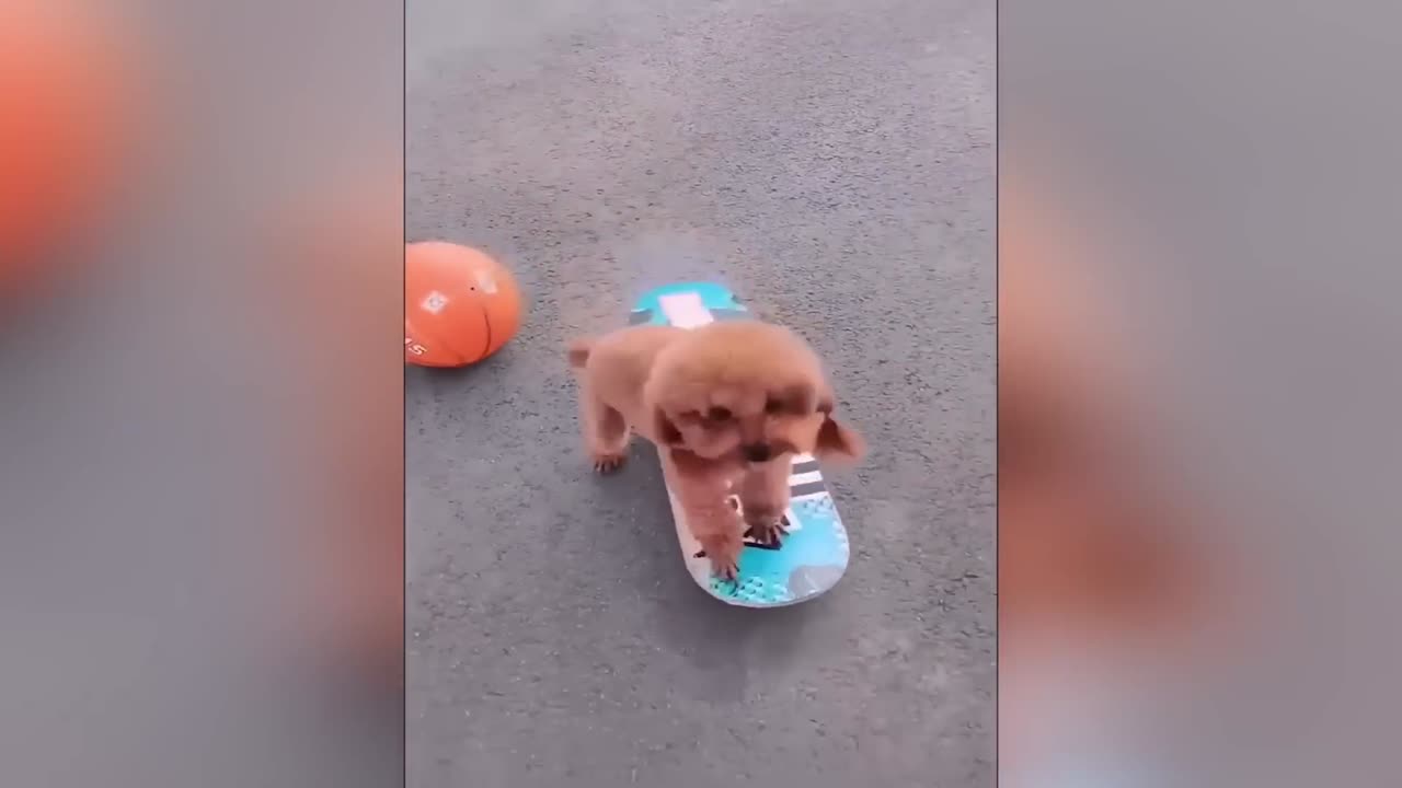 The Funniest And Clumsiest Dogs Video Ever - Pets familyy
