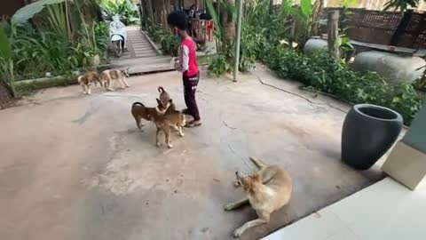 Cute Puppies Video By Animal Blogger - Thiara Feed Lovely Dogs - Smart Pets