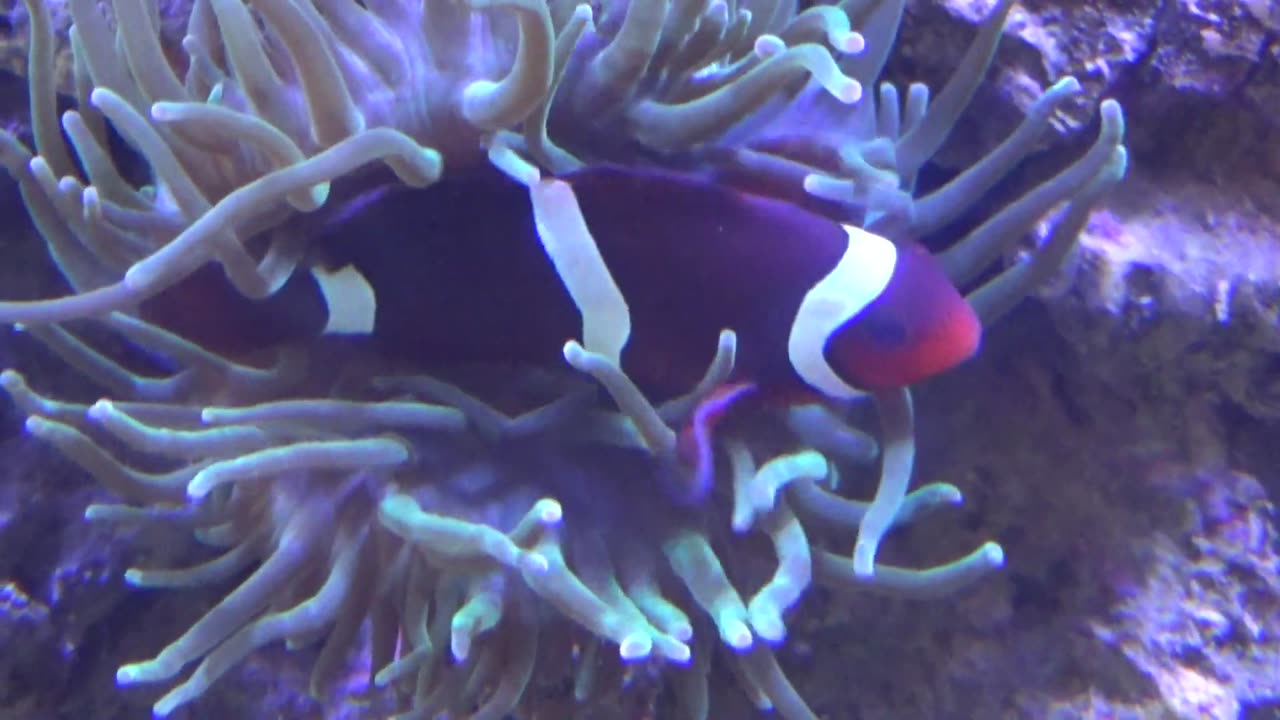 Clownfish