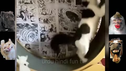 Funny Animal Videos - Try Not To Laugh - Pranks Pandora