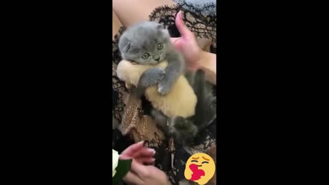 funny animals video