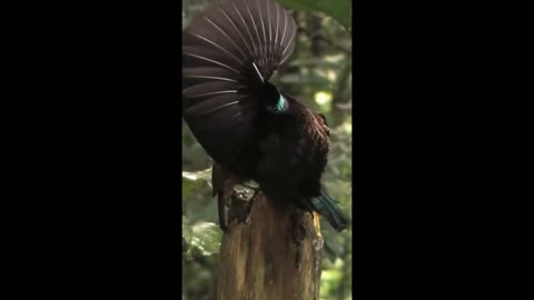 DANCING BEAUTIFUL BIRDS #BIRDS