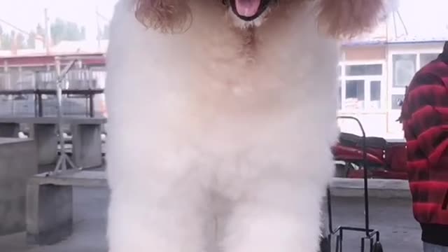 POODLE DOG GIGANTIC CUTEHARRISH ►► #9