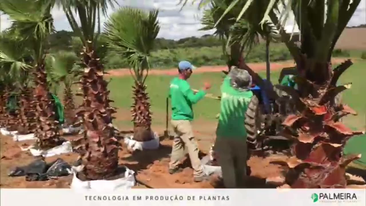 PROCESSO DE ENVASAMENTO PALMEIRA WASHINGTONIA FILIFERA