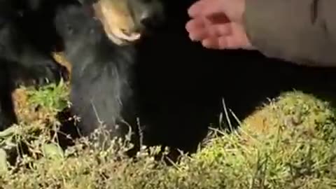 Bear Gently Takes Biscuit Before Charging